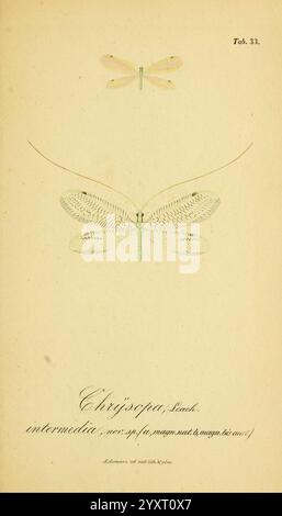 Symbolae ad monographiam generis Chrysopae, Leach. Vratislaviae, apud Ferdinandum Hirt, 1851, Chrysopa, l'illustration présente deux insectes ailés délicats, mettant en valeur leurs dessins complexes et leur beauté naturelle. En haut, une libellule mince et transparente est représentée, avec des lignes détaillées accentuant ses ailes et son corps. En dessous, un papillon magnifiquement rendu présente ses ailes expansives, ornées de motifs délicats. L'image est complétée par un texte élégamment stylisé qui identifie l'espèce comme ''Chrysoppa intermedia', ainsi qu'une référence à sa classification. Le backgr mou Banque D'Images