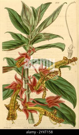 Curtis's Botanical Magazine London New York Botanical illustration botanique périodiques botaniques œuvres picturales plantes ornementales Curtis, Une illustration botanique mettant en valeur une plante complexe avec des tiges allongées et de grandes feuilles vertes éclatantes. Le point focal est les fleurs frappantes, caractérisées par leurs formes uniques et leurs motifs complexes, avec des nuances de rouge profond et de jaune avec des taches distinctives. Chaque fleur présente des détails délicats, y compris la disposition et la texture des pétales. Au-dessus de la grappe principale de fleurs, une petite représentation d'une seule fleur sur une tige est rendue, highlightin Banque D'Images