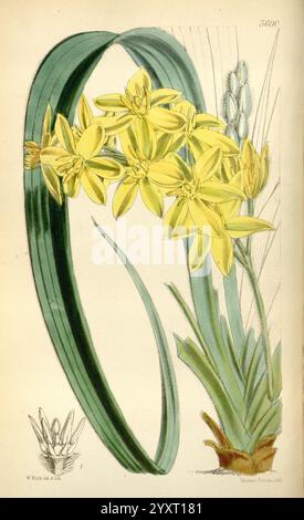 Curtis's Botanical Magazine, Londres, New York, illustration botanique, botanique, périodiques, œuvres picturales, plantes ornementales, Curtis, Une illustration vibrante présente un amas de fleurs jaunes avec des pétales en forme d'étoile, mettant en valeur leur beauté délicate. Les fleurs émergent d'une tige verte mince, entourée de feuilles allongées et pointues qui se courbent gracieusement. En arrière-plan, des bourgeons supplémentaires font allusion à la croissance et à la vitalité de la plante. La composition met en valeur les détails complexes des structures florales, capturant l’essence de l’élégance de la nature et la complexité des formes botaniques. Banque D'Images