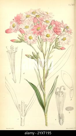 Curtis's Botanical Magazine Londres New York Botanique illustration botanique périodiques œuvres picturales plantes ornementales Curtis Australie occidentale Australie Swan River Schoenia Oppositifolia Schoenia Cassiniana Walter Hood Fitch, Une illustration botanique mettant en vedette un groupe de délicates fleurs roses et blanches sur une tige verte mince. Les fleurs, avec leurs pétales étoilés, présentent un mélange harmonieux de couleurs. Autour de l'élément floral principal se trouvent des diagrammes détaillés mettant en évidence diverses parties de la plante, y compris une vue rapprochée de la structure florale, du feuillage et de la gousse de graines. Chaque seconde Banque D'Images