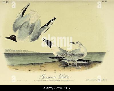 The Birds of America, New York, G.R. Lockwood, 1871, c1839, oiseaux, Amérique du Nord, œuvres picturales, la scène représente deux mouettes dans une interaction dynamique sur une plage de sable. Un mouette, avec des marques sombres frappantes sur sa tête, semble appeler ou afficher à un autre qui est prêt à observer à proximité. L'autre mouette, avec une coloration plus douce, se tient gracieusement au bord de l'eau, avec de douces vagues lançant à ses pieds. Le fond montre un paysage côtier serein, mettant en valeur la nature tranquille mais animée de ces oiseaux de mer dans leur habitat naturel. La composition capture t Banque D'Images