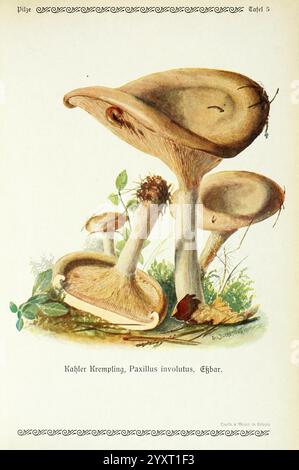 Pilze der Heimat Leipzig, quelle und Meyer, 1913, Agaricacées, champignons, Allemagne, Mycologie, champignons, champignons, Emil Doerstling, Paxillus involutus, Brown Rollrim, Rollrim, Poison Pax, Une illustration détaillée montrant trois spécimens distincts du Kähler Krempling, scientifiquement connu sous le nom de Paxillus involutus. Les caractéristiques principales comprennent leurs larges capuchons ressemblant à un parapluie avec une courbure douce, affichant des variations subtiles dans la texture et l'ombrage. Les tiges sont robustes et ont un aspect lisse, s'élevant élégamment d'un lit de terre molle, partiellement recouvert de petites touffes de mousse et tombées Banque D'Images