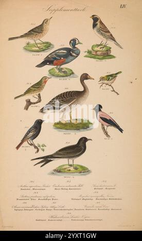 Danmarks fugle, beskrevne, Kjøbenhavn, Forfatterens Forlag, 1851-1852, oiseaux, Danemark, Scandinavie, Îles Féroé, œuvres picturales, Histrionicus histrionicus, Anthus pratensis, pipite de prairie, Anthus petrosus, pipite de roche, Anser fabalis, Firecrest, Calcarius lapponicus, Regulus ignicapilla, Pastor roseus, canard arlequin, pétrel d'orage à queue fourchue, longspur de Laponie, Hydrobates furcatus, étourneaux roses, L'oie de haricot taïga, Une collection de diverses espèces d'oiseaux, chacune richement illustrée et étiquetée avec leurs noms et numéros respectifs. La scène montre dix oiseaux distincts, positionnés sur vibrant p Banque D'Images