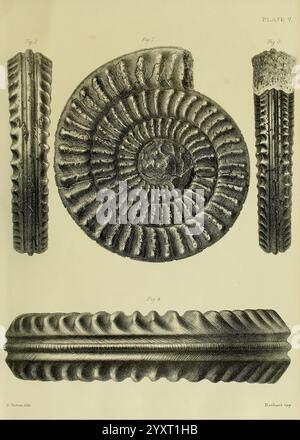 Monographie sur les Lias Ammonites of the British Islands London, imprimée pour la Palaeontographic Society, 1878-86. Ammonoidea, Grande-Bretagne, Jurassique, Paléontologie, l'illustration présente une série de représentations anatomiques détaillées d'ammonites fossilisées. Chaque spécimen présente la structure caractéristique de la coquille en spirale, présentant des crêtes et des motifs complexes qui mettent en évidence les caractéristiques uniques de ces anciens céphalopodes marins. L'arrangement comprend différentes vues des ammonites, soulignant leurs contours et leur texture distincts. La précision des représentations reflète le SC Banque D'Images