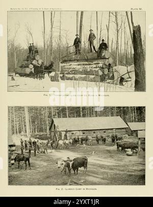 Les pins à bois du sud des États-Unis, Washington, Govt. Print, 1896. Pinus, Southern states, Wood., la scène présente deux activités distinctes liées au bois d'œuvre et à l'agriculture au Michigan. Dans la section supérieure, on voit des travailleurs naviguer habilement dans des grumes positionnées sur un paysage gelé, probablement pendant une exploitation de bois d’œuvre hivernale. Cette représentation met en évidence la pratique traditionnelle de transport du bois sur la glace, mettant l'accent sur l'ingéniosité et le travail de ceux qui travaillent dans l'industrie forestière. La section inférieure présente un camp de bois animé, où divers bovins sont rassemblés à côté de bui Banque D'Images