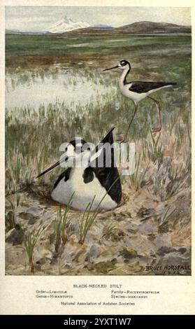 Portraits and habits of our Birds v.2, New York City, National Association of Audubon Societies, 1920, Birds, United States, échasses à col noir, échasses, Recurvirostridae, Himantopus mexicanus, Une représentation sereine d'une scène d'échasses à cou noir, mettant en vedette deux oiseaux élégants dans leur habitat naturel. Le premier plan présente un échasses à col noir reposant sur un nid, avec son plumage noir et blanc distinct mis en évidence sur un fond subtil d'herbes. Pendant ce temps, un autre pilotis se tient gracieusement en arrière-plan, prêt et alerte. Le paysage se caractérise par des tons et des notes de terre doux et discrets Banque D'Images