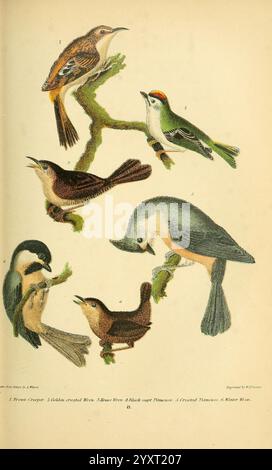 Ornithologie américaine, ou histoire naturelle des oiseaux des États-Unis, Petter & Galpin[187-]. Oiseaux, États-Unis, chickadee à coiffe noire, Certhia americana, Troglodytes aedon, Regulus satrapa, Royaume à couronne dorée, Poecile atricapillus, rampant brun, souris à crête noire, Baeolophus atricristatus, Troglodytes hiemalis, porcherie de maison, porcherie d'hiver de l'est, Une collection de six oiseaux illustrée de manière détaillée et colorée, mettant en valeur une variété d'espèces perchées sur des branches. Chaque oiseau est rendu avec attention à ses caractéristiques uniques, telles que les motifs de plumage et la coloration. Th Banque D'Images