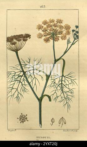 Flore médicale, Paris, imprimerie de C.L.F. Panckoucke, 1828-1832, 1833, botanique, botanique, médical, cuivre, gravure, France, graphique, médias, main, coloré, herbals, materia, medica, légume, œuvres picturales, plantes, Une illustration botanique mettant en vedette la plante fenouil, communément appelée fenouil. L'œuvre présente une représentation détaillée de la plante de fenouil, mettant en évidence ses feuilles vertes plumeuses distinctes et ses grappes de fleurs. L'étiquette numérique ''165'' apparaît en haut, avec le mot ''fenouil'' en bas. Accompagnant l'illustration principale sont de plus petits croquis de la plante Banque D'Images