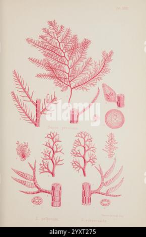 Nereis australis, algues de l'océan austral, Londres, Reeve Brothers, 1847-1849, algues, océan Indien, Antarctique, Océan Pacifique, algues, Musée Victoria, marine Algae, William Henry Harvey, Dasya subsecunda, artiste via VZQ259531, Dasya pectinata, biodiversité marine, Dasya pellucida, l'illustration présente des formes botaniques complexes, mettant en évidence diverses espèces d'algues marines. Au sommet, les structures délicatement ramifiées étiquetées *Batrachospermum pericuma* présentent une texture plumeuse, illustrant la morphologie caractéristique des algues rouges. Ci-dessous, deux spécimens distincts sont pré Banque D'Images