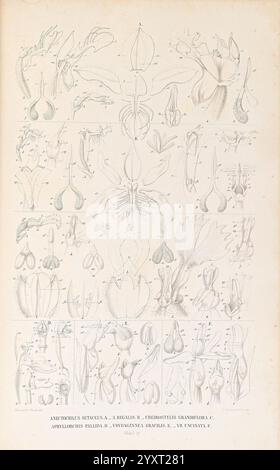 Collection des orchidées les plus remarquables de l'archipel indien et du Japon, Amsterdam, C. G. Sulpke, 1858, Japan, archipel malais, Orchidaceae, œuvres picturales, l'illustration présente une série de dessins botaniques détaillés, mettant en valeur diverses parties de différentes espèces végétales. Chaque section est étiquetée avec des noms scientifiques et comprend des rendus complexes de fleurs, de feuilles et de structures reproductrices. La composition met en évidence la diversité de la morphologie des plantes, en mettant l'accent sur des aspects tels que l'arrangement des pétales, les configurations des étamines et les structures des ovaires. Cette exploration visuelle sert Banque D'Images