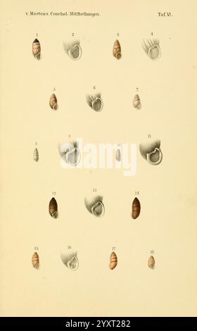 Conchologische Mittheilungen als Fortsetzung der Novitates conchologicae, bd 13, Cassell, T Fischer, 1880, coquillages, mollusques, Une collection d'illustrations détaillées mettant en valeur diverses coquilles de gastéropodes, chacune désignée avec une étiquette numérique unique de 1 à 18. Les coquilles présentent des formes et des motifs variés, mettant en évidence les motifs complexes et les textures trouvés dans la nature. L'arrangement souligne l'unicité de chaque spécimen tout en fournissant une référence pédagogique pour l'étude de la malacologie, la branche de la zoologie traitant des mollusques. Chaque illustration reprend les caractéristiques distinctes, Banque D'Images