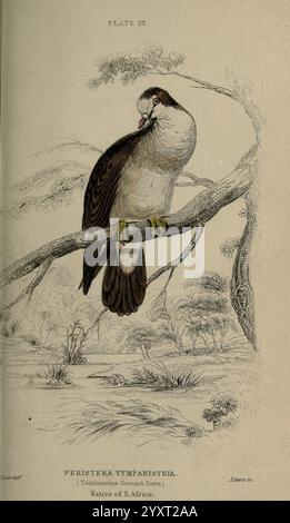 Pigeons, Edinburgh, W. H. Lizars, [etc, 1845?], pigeons, le jeune, Pline, Une colombe tambourine perchée repose sur une branche, mettant en valeur son plumage distinctif. L'oiseau, représenté avec des détails complexes, présente un corps arrondi, une tête délicate et des couleurs frappantes qui soulignent sa beauté naturelle. En dessous, l'étiquette identifie l'espèce comme ''Peristera tympanistria', notant son habitat indigène en Afrique du Sud. Le feuillage environnant laisse entrevoir un environnement serein, renforçant la vivacité de l'illustration et le lien avec la nature. Banque D'Images