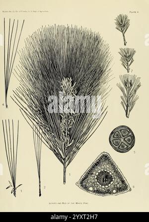 Les pins à bois du sud des États-Unis, Washington, Govt. Print, 1896. Pinus, Southern States, Wood., cette illustration présente une étude détaillée du pin blanc, mettant en valeur divers éléments de l'arbre. Au centre de la composition se trouve un grand groupe d'aiguilles de pin, élégamment disposées pour mettre en valeur leurs formes allongées et élancées. Accompagnant cela sont étiquetés dessins des feuilles, de la structure florale, et une coupe transversale du cône. Les motifs complexes et les textures sont méticuleusement rendus, fournissant une représentation scientifique qui souligne à la fois les caractéristiques botaniques et les s. Banque D'Images