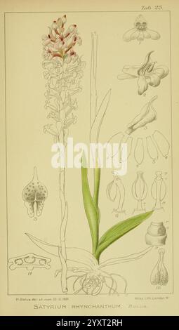 Icones orchidearum austro-africanarum extra-tropicarum, Londres, W. Wesley, 1896-1913, Orchidaceae, œuvres picturales, Afrique du Sud, Harry bolus, Satyrium hallackii, cette illustration botanique détaillée présente le Satyrium rhynchanthum, mettant en valeur ses caractéristiques distinctives. La représentation centrale met en évidence la tige verticale de la plante, ornée de feuilles allongées à la base. Autour de la plante principale se trouvent divers croquis détaillés de l'anatomie de la fleur, y compris différentes perspectives et sections, qui soulignent la structure unique des fleurs. Les détails floraux complexes illust Banque D'Images