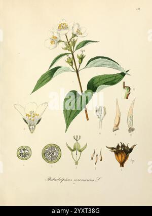 Icones florae Germanicae et Helveticae, simul Pedemontanae, Tirolensis, Istriacae, Dalmaticae, Austriacae, Hungaricae, Transylvanicae, Moravicae, Borussicae, Holsaticae, Belgicae, Hollandicae, ergo Mediae Europae. Lipsiae, F. Hofmeister 1834-1912. [v. 1, 1850], Europe, œuvres picturales, plantes, une illustration botanique mettant en valeur la plante Philadelphus coronarius, communément connue sous le nom de fausse orange. La représentation détaillée présente une branche fleurie avec de délicates fleurs blanches, ainsi que des illustrations étiquetées de la structure de la fleur, y compris des pétales, des étamines et des parties reproductrices. Divers engourdis Banque D'Images