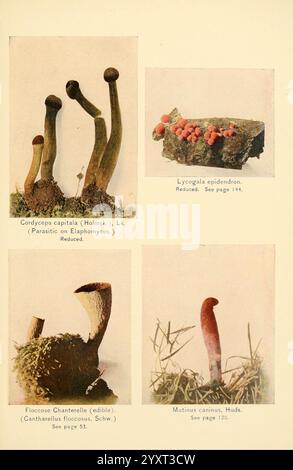 Le livre des champignons. New York, 1901, cuisine, champignons, champignons, champignons, cette composition présente une collection de différents champignons, chacun affiché avec une étiquette claire pour l'identification. Le coin supérieur gauche présente **Cordyceps capitata**, un champignon parasite connu pour sa structure morphologique distincte, tandis que le coin supérieur droit présente **Lycogala epidendron**, souvent appelé lait de loup, caractérisé par ses fructifications sphériques. En bas à gauche, on met en évidence la **Floccie Chanterelle**, une espèce comestible appréciée en milieu culinaire, et en bas à droite, on retrouve **Mutinus caninus**, commune Banque D'Images