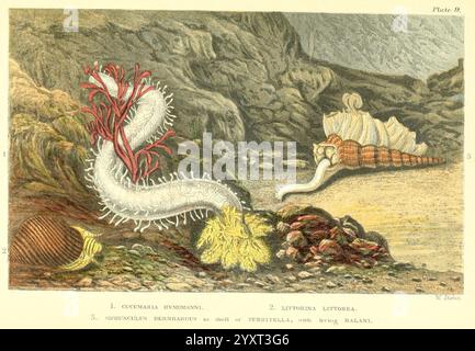 Glaucus, ou les merveilles de la rive, Cambridge, Macmillan et Co, 1859, animaux marins, œuvres populaires, animaux du bord de mer, écologie du bord de mer, la scène présente un écosystème marin diversifié, mettant en valeur diverses créatures marines. Une représentation détaillée d'une anémone de mer unique avec de longs tentacules coulants, présentant des motifs complexes, est bien visible. À proximité, une coquille en spirale d'escargot de mer repose sur le fond de l'océan, tandis que les coraux jaune et vert vif ajoutent de la vitalité au paysage sous-marin. En arrière-plan, un rivage rocheux texturé forme une toile de fond spectaculaire, mettant en valeur les s. Banque D'Images