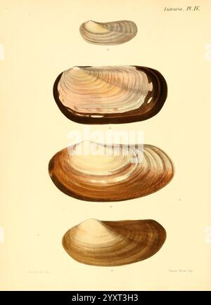 Conchologia iconica, ou illustrations des coquilles des animaux mollusques Londres, Reeve, Brothers, 1843-1878 mollusques, œuvres picturales, coquilles, cette illustration présente une série de quatre coquilles de palourdes détaillées, chacune variant en forme, taille et couleur. La coque supérieure est allongée et lisse, passant d'une teinte pâle à un beige chaud sur les bords. La deuxième coquille est plus large et plus arrondie, avec un motif subtil de nuances claires et sombres créant un effet marbré. La troisième coquille apparaît plus ovale, présentant des courbes douces et un dégradé doux de tons allant de crème claire à brun sablonneux. Le bott Banque D'Images