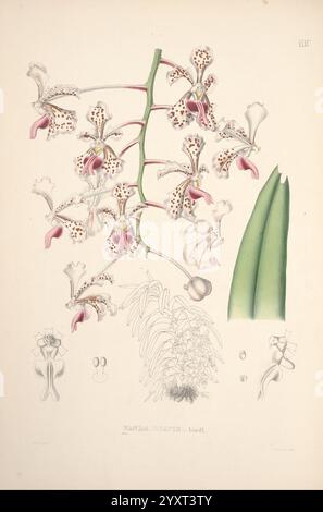 Pescatorea, Bruxelles, M. Hayez, 1860, orchidacées, une représentation magnifiquement illustrée d'une espèce d'orchidée, avec un amas de fleurs minutieusement détaillé orné de taches et de motifs distinctifs. Parallèlement à la structure florale primaire, des études botaniques mettent en valeur les feuilles et les parties reproductrices de la plante, comme l'ovule et le pollen. La composition est soigneusement arrangée, permettant aux spectateurs d'apprécier l'élégance et la complexité de la forme de l'orchidée, soulignant la beauté naturelle et la diversité de la vie végétale. Banque D'Images