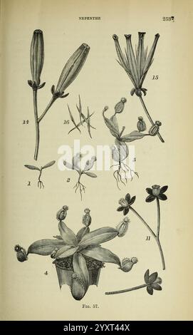 Journal de la Royal Horticultural Society of London, Londres, imprimé pour la Royal Horticultural Society par Spottiswoode & Co, botanique, culture fruitière, jardinage, horticulture, périodiques, sociétés, tuinbouw, tuinen, tuinieren, L'illustration présente une variété de plantes Nepenthes, également connues sous le nom de plantes de pichet tropicales. Il présente plusieurs dessins détaillés, y compris des caractéristiques morphologiques distinctes telles que les pichets, les feuilles et les structures racinaires. Chaque élément numéroté met en évidence les différentes étapes et formes de la plante, en mettant l'accent sur leurs adaptations uniques pour capturer les proies. L'arra Banque D'Images