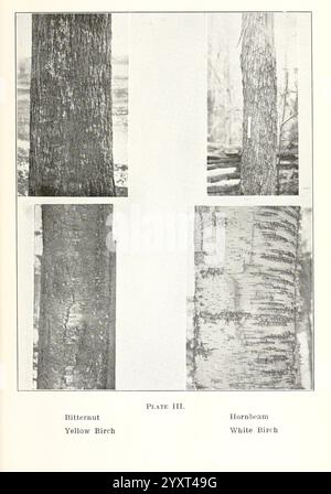 Flora of Vermont, Burlington, VT, Free Press Print. Co, 1915, plants, Vermont., cette illustration présente une représentation comparative des textures de l'écorce de quatre espèces d'arbres différentes. En haut à gauche, la surface rugueuse et profondément striée de l'arbre Bitternut est montrée. Adjacente à elle, l'écorce lisse et de couleur claire du bouleau jaune souligne ses caractéristiques distinctives. Dans le coin inférieur gauche, un gros plan de la poutre de corne révèle son écorce grise étroitement cannelée, tandis que le bouleau blanc en bas à droite est représenté avec son écorce blanche et papetière caractéristique qui se décolle souvent en couches minces. Th Banque D'Images