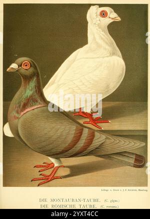 Illustrirtes Mustertauben-Buch, Hamburg, Druck und Verlag von J.F. Richter, [1884-1886]. Pigeons, anatomie, variation, œuvres picturales, l'illustration présente deux races distinctes de pigeons positionnées côte à côte. Sur la gauche, un pigeon Montauban affiche un riche mélange de teintes gris foncé et irisées, caractérisé par un motif saisissant sur son plumage, tandis que ses pattes rouge vif ressortent bien en évidence. En revanche, le côté droit présente un pigeon blanc pur, dégageant une sensation d'élégance avec ses plumes lisses et ses pattes rouges vibrantes. Sous les oiseaux, des étiquettes indiquent leurs races respectives Banque D'Images