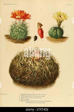 Les Cactaceae, Washington, Carnegie institution of Washington, 1919-1923, cactaceae, classification, œuvres picturales, Mary Emily Eaton, Mary Emily Eaton, Mary Eaton, les femmes dans la science, NYBG tagging, Hickenia microsperma, Malacocarpus ottonis, Sclerocactus polyancistrus, Echinofossulocactus violaciflorus, cette illustration présente une étude botanique détaillée de diverses espèces de cactus. L'objectif principal est Banque D'Images