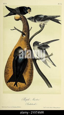 Les, oiseaux, de, Amérique, New York, G.R. Lockwood, 1871, c1839, oiseaux, Nord, Amérique, picturale, œuvres, nids, la scène capture un groupe d’hirondelles engagées dans leur habitat naturel, mettant en valeur leurs traits distinctifs. Trois hirondelles sont perchées sur une branche, avec une hirondelle proéminente apparaissant à l'intérieur d'une structure creuse unique qui ressemble à une poire. La composition met en valeur les courbes gracieuses des formes organiques, encadrant les oiseaux dans un arrangement harmonieux. Chaque hirondelle présente des détails complexes dans son plumage, soulignant leur forme agile et leur présence vivante. Sous l'il Banque D'Images