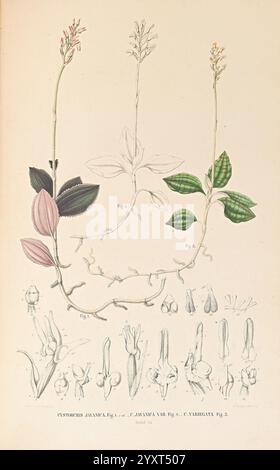 Collection des orchidées les plus remarquables de l'archipel indien et du Japon, Amsterdam, C. G. Sulpke, 1858, Japan, archipel malais, Orchidaceae, œuvres illustrées, l'illustration présente une étude botanique détaillée de diverses espèces du genre **Cynostegia**. Il comporte plusieurs éléments, y compris Banque D'Images