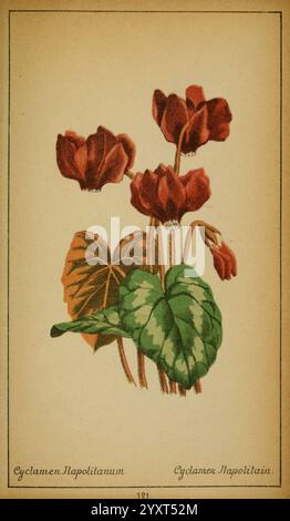 Choix de plantes de l'Europe centrale Europe, central, Pictorial works, plants, Savoy, France, Italie, Suisse, le jardin botanique de New York, Cyclamen hederifolium, Une illustration botanique avec des fleurs de cyclamen rouge vif, élégamment perchées au-dessus de feuilles vertes luxuriantes en forme de cœur. La scène capture les détails complexes des pétales, mettant en valeur leur forme et leur texture uniques, tandis que les feuilles adjacentes affichent un aspect à motifs saisissant. En dessous de l'œuvre, les noms ''Cyclamen Napolitanum'' et ''Cyclamen Napolitan'' sont élégamment inscrits, soulignant la classifica de la plante Banque D'Images