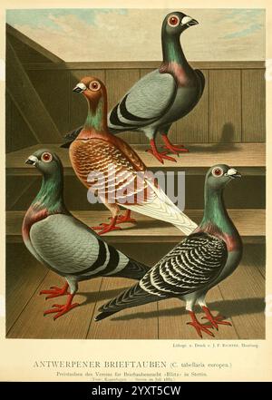 Illustrirtes Mustertauben-Buch, Hamburg, Druck und Verlag von J.F. Richter, [1884-1886], pigeons, anatomie, variation, œuvres picturales, l'illustration présente un groupe de quatre races distinctes de pigeons, chacune affichant des motifs et des couleurs de plume uniques. Soulignons les nuances frappantes de brun, rouge et gris, avec chaque oiseau présentant une combinaison de plumes irisées et de marques complexes. Leurs postures, avec la tête droite et les expressions d'alerte, véhiculent un sentiment de vivacité. Le fond présente une structure en bois, suggérant un cadre qui met l'accent sur l'environnement naturel Banque D'Images