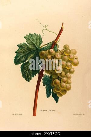 Études de fleurs et de fruits, Paris, chez Bance aîné, Md. d'Etampes, [1820?]., une illustration botanique mettant en vedette un groupe de raisins blancs mûrs, connu sous le nom de ''raisin Blanc''. Les raisins sont représentés à différents stades de maturité, avec un mélange de teintes vertes et jaunes translucides. Ils pendent d'une tige rouge éclatante, ornée de feuilles vertes luxuriantes présentant une venation complexe. Le fond est légèrement teinté, soulignant l'agencement élégant des raisins et du feuillage, soulignant la beauté naturelle et les détails inhérents à cette variété de vigne. Banque D'Images
