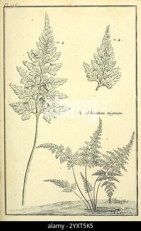 Les figures des plantes et animaux d'usage en medecine Paris Desprez 1764-1765 Materia Medica Pictorial Works, Une illustration botanique détaillée mettant en vedette deux variétés distinctes de fougères. La plus grande fougère, étiquetée comme ''A. Adiantum nigrum', présente des frondes complexes et délicates avec une forme caractéristique en éventail. En dessous, une fougère plus petite est illustrée, mettant en évidence les veines complexes et la texture de ses feuilles. Chaque fougère est méticuleusement rendue, soulignant les formes organiques et la beauté naturelle typique de l'espèce, avec une attention particulière aux détails dans l'ombrage et la structure. L'illustrat Banque D'Images