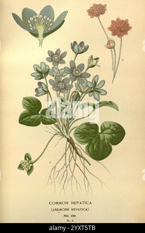 Fleurs de jardin et serre préférées, Londres et New York, Frederick Warne & Co, 1896-97, France, XIXe siècle, Icônes, floriculture, chromolithographie, plantes ornementales, hepatica nobilis, rbgenr, L'illustration montre l'hepatica commune (Anemone hepatica), une plante à fleurs caractérisée par ses fleurs délicates, vibrantes bleues et violettes qui émergent au début du printemps. La représentation principale met en évidence les feuilles brillantes et le système racinaire complexe de la plante, donnant un aperçu de son habitat naturel et de ses modes de croissance. Accompagnant la figure centrale, de plus petites études florales représentent un cluste Banque D'Images