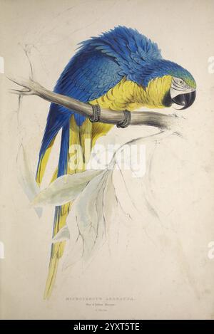 Illustrations de la famille des Psittacidae, ou perroquets, Londres, publié par E. Lear, 1832, perroquets, œuvres picturales, ara ararauna, Edward Lear, Edward Lear, ornithologie, oiseaux, Un aras vibrant perche sur une branche, mettant en valeur son plumage étonnant. L'oiseau est orné de nuances brillantes de bleu et de jaune, avec des détails complexes soulignant les textures de ses plumes. Son grand bec incurvé est partiellement ouvert, suggérant un moment de curiosité ou de communication. Autour de l'oiseau se trouvent des feuilles délicates et délicatement rendues qui complètent ses couleurs saisissantes. Sous l'illustration, le nom ' Banque D'Images