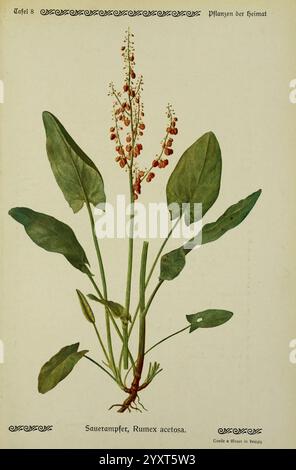 Pflanzen der Heimat Leipzig, quelle und Meyer, 1913, Allemagne, œuvres picturales, plants, The New York Botanical Garden, Rumex acetosa, Une illustration botanique mettant en vedette la plante Rumex acetosa, communément appelée Sorrel. L'œuvre d'art montre les longues feuilles vertes larges et distinctives de la plante et une grande tige fleurie surmontée de grappes de petites fleurs rouges. Les racines sont visibles à la base, illustrant la structure de croissance de la plante. Le texte qui l'accompagne l'identifie comme ''Sauerampfer', soulignant son importance dans le contexte de la flore locale. La composition globale met en évidence la complexité Banque D'Images