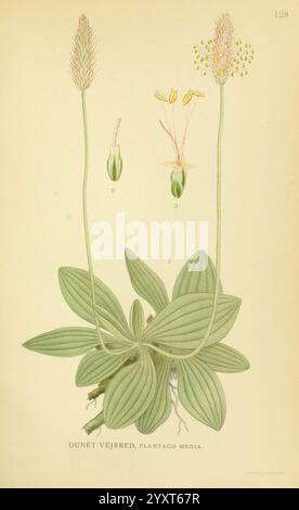 Billeder af nordens Flora, v.1 København, G.E.C. Gad's Forlag, 1917-1927, plantes, Finlande, Scandinavie, le jardin botanique de New York, œuvres picturales, plante ago media, cette illustration représente la plante connue sous le nom de Plantago media, communément appelée plantain à l'armoise nervurée. La représentation détaillée montre les feuilles larges et nervurées distinctes de la plante rayonnant à partir de la base. Dans la section supérieure, des épis fleuris s'élèvent, présentant des têtes de fleurs délicates et allongées ornées de petites anthères jaunes. Chaque épi de fleur est annoté avec des numéros indiquant des parties spécifiques de la plante pour le purpo éducatif Banque D'Images