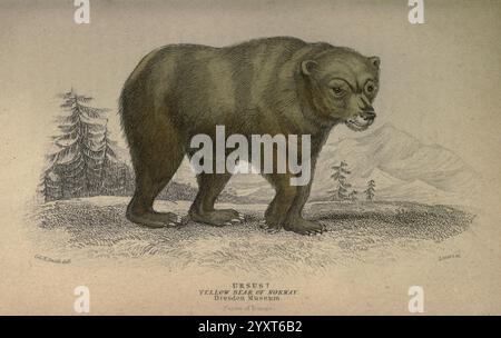 The Naturalist's Library, Edinburgh, W. H. Lizars, 1833, Bear, mammifères, Mammalia, taxonomie, famille Ursidae, Une illustration détaillée d'un ours brun, scientifiquement nommé Ursus, mettant en valeur son physique robuste et ses caractéristiques distinctives. L'ours se tient bien en vue dans un cadre naturel, entouré de conifères et de montagnes lointaines, capturant l'essence de son habitat accidenté. L'illustration comprend des étiquettes indiquant sa classification scientifique et la source, qui remonte au Musée de Dresde. La représentation reflète l'art complexe des illustrations d'histoire naturelle, highli Banque D'Images