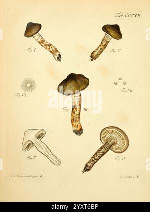 Fungorum qui in Bavaria et Palatinatu circa Ratisbonam nascuntur icones, nativis coloribus express. Erlangae, apud J.J. Palmium, 1800, allemagne, bavière, champignons, œuvres picturales, l'illustration présente une collection de diverses espèces de champignons, chacune exposée avec des détails méticuleux. En haut, cinq types différents de champignons sont étiquetés avec des chiffres romains I à V, mettant en valeur leurs formes, tailles et motifs de coloration distincts. Les champignons présentent des caractéristiques telles que des formes de chapeaux, des textures et des structures de tiges variables. Accompagnant les champignons sont de petites formes circulaires, probablement représ Banque D'Images