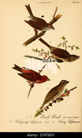 Rapport sur les oiseaux de Pennsylvanie, Harrisburg, E.K. Meyers, State Printer, 1888, oiseaux, Pennsylvanie, finch, moineau, Spizella passerina, Melospiza melodia, Carpodacus purpureus, cette illustration présente quatre espèces distinctes d'oiseaux perchés sur des branches, chacune représentée avec une attention particulière à leurs marques et couleurs uniques. Le premier oiseau, étiqueté numéro 1, est le Finch violet, représenté dans des variations mâles et femelles, présentant un plumage vibrant. Le deuxième oiseau, identifié comme le numéro 2, est le moineau frissonné, caractérisé par sa construction élancée et sa coloration subtile. Le numéro 3 représente un Banque D'Images