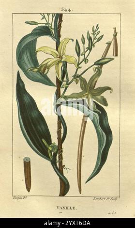 Flore médicale Paris imprimerie de C.L.F. Panckoucke 1828-1832 1833 botanique botanique médicale gravure sur cuivre France support graphique Herbals colorés à la main materia medica végétal oeuvres picturales plantes, illustration botanique représentant une plante de vanille. L'image présente une tige mince ornée de feuilles vertes allongées et de multiples fleurs jaunes, chacune présentant des structures de pétales complexes. Deux gousses minces et allongées sont également incluses, soulignant le fruit caractéristique de l'orchidée vanille. L'arrière-plan est clair, soulignant le rendu détaillé des composants de la plante, qui sont l Banque D'Images