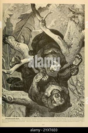 Brehm's Life of Animals, volume 1, Mammalia, Chicago, Marquis, 1895, ours, mammifères, ours du soleil, comportement animal Helarctos malayanus, taxonomie, famille Ursidae, L'ours malaisien, également connu sous le nom d'ours du soleil, est représenté dans une scène animée au milieu du feuillage d'une jungle tropicale. Deux ours interagissent de manière ludique, grimpent et luttent l'un avec l'autre dans les branches d'un arbre. Leur fourrure courte et élégante et les marques distinctives sur leurs poitrines sont mises en évidence, mettant en valeur leur nature ludique. Les feuilles et les branches environnantes créent une toile de fond luxuriante, mettant l’accent sur l’habitat naturel des ours. Cette image Banque D'Images