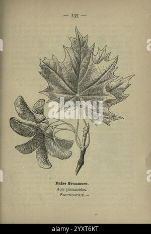 Wayside and Woodland Blossoms, Londres, F. Warne, 1895, Grande-Bretagne, fleurs sauvages, identification, botanique, Acer platanoides, une illustration d'une fausse feuille de Sycamore, mettant en valeur ses cinq lobes distinctifs et ses bords dentelés, accompagnés d'un amas de graines. Le nom scientifique, Acer platanoides, est noté à côté de sa classification dans la famille des Sapindaceae. La composition met en évidence les détails complexes des veines de la feuille et la structure globale, soulignant les caractéristiques botaniques de cette espèce. Banque D'Images