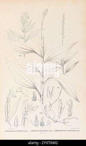 Collection, des, orchidées, les, plus, remarquable, de, l'archipel, indien, et, du, Japon, Amsterdam, C. G. Sulpke, 1858 Japon, archipel malais, Orchidaceae, œuvres picturales, l'illustration présente une étude botanique mettant en vedette plusieurs espèces de plantes. Bien visible en haut, une grande tige porte des feuilles allongées, tandis que des représentations détaillées des fleurs et des structures reproductrices sont disposées ci-dessous. Chaque segment est étiqueté avec des chiffres se référant à sa classification, illustrant les détails complexes des fleurs, y compris leurs formes et textures. La disposition met l'accent sur le Banque D'Images