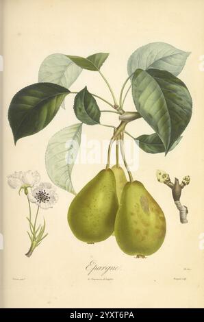 Pomologie française, Paris, Langlois et Leclercq, 1846, arbres Fruitiers, guides de terrain, France, arbres fruitiers, culture fruitière, fruits, identification, plantes, l'illustration montre une branche du poire, mettant en valeur deux poires mûres nichées au milieu de feuilles vertes luxuriantes. À côté des poires, de délicates fleurs blanches et une petite brindille avec des bourgeons sont illustrées, soulignant la beauté saisonnière de l'arbre. L'œuvre est soigneusement détaillée, mettant l'accent sur la texture du fruit et du feuillage, ainsi que sur l'élégance des fleurs, le tout soigneusement étiqueté avec le nom ''Epargne''. Cette composition magnifiquement Banque D'Images