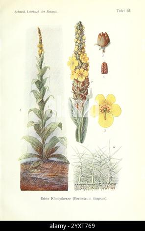 Lehrbuch der Botanik, Leipzig, quelle & Meyer, 1911, botanique, taxonomie : kingdom= Plantae, taxonomie : phylum= Tracheophyta, taxonomie : Class= Magnoliopsida, Lamiales, taxonomie : Family= Scrophulariaceae, Verbascum, Verbascum thapsus, Kleinblütige Königskerze, Echte Königskerzennel Leafnnel Plant, Great Mullein, Herba Blenera, Filtbladet Kongelys, Gordolobo, Molène Thapsus, Małokwietka Dziewanna, Parastais Deviņvīruspēks, Smulkiažiedė Tūbė, Molyhosökörfarkkóró, Koningskaars, Filtkongslys, Dziewanna Drobnokwiatowa, Lumânărică, Коровяк Обыкновенный, Ukontulikukka, Kungsljus, Adi Sığırkuyruğu, Коровяк Banque D'Images