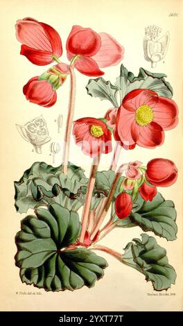 Curtis's Botanical Magazine London New York Botanical illustration botanique périodiques travaux picturaux plantes ornementales Curtis, l'illustration présente des fleurs de bégonia rouge vif, leurs grandes feuilles brillantes offrant un fond vert luxuriant. Chaque fleur présente des pétales délicats qui arquent gracieusement vers l'extérieur, révélant un centre jaune proéminent, tandis que certains bourgeons restent étroitement fermés, laissant entendre leur floraison potentielle. Au-dessus de la grappe principale, des croquis détaillés des caractéristiques anatomiques des fleurs sont inclus, offrant une perspective scientifique sur leur structure. La composition globale met en évidence Banque D'Images