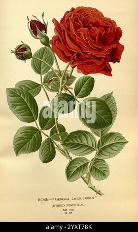 Favori, fleurs, de, jardin, et, Greenhouse, Londres, et, New York, Frederick, Warne, &, co, 1896-97, France, xixe, siècle, icones, floriculture, chromolithographie, rosa, plantes, ornementales, Une représentation magnifiquement illustrée de la rose ''General Jacqueminot'', mettant en valeur ses riches pétales rouges profonds en pleine floraison. La fleur est représentée à côté de ses élégantes feuilles vert foncé et de quelques bourgeons non ouverts, soulignant son aspect luxuriant et vibrant. Les détails complexes soulignent les textures des pétales et du feuillage, capturant l'esthétique classique des roses perpétuelles hybrides. En dessous de l'il Banque D'Images