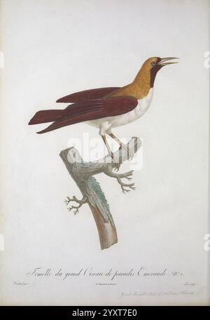 Histoire naturelle des oiseaux de paradis et des rolliers, Paris, chez Denné le jeune [et] chez Perlet, 1806, oiseaux, French language, Pictorial works, une illustration détaillée d'un oiseau frappant perché sur une branche. L'oiseau présente une couronne marron doré proéminente et de riches ailes de châtaignier, contrastant avec son ventre blanc. Son corps allongé est élégamment fixé comme il ouvre son bec, peut-être en chantant, créant un sentiment de vitalité. La branche est représentée avec des détails complexes, mettant en valeur de petites brindilles et une texture organique. Sous l'illustration, il y a une étiquette descriptive, indiquant le nom Banque D'Images