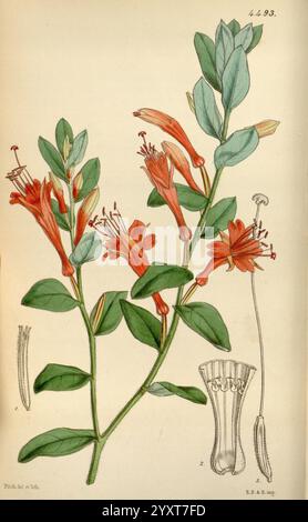 Curtis's Botanical Magazine, Londres, New York, botanique, périodiques, œuvres picturales, Curtis, l'illustration présente une étude botanique d'une plante à fleurs, caractérisée par ses fleurs tubulaires orange-rouge vibrantes qui émergent en grappes le long d'une tige verte robuste. Chaque fleur présente des pétales allongés qui s'évasent légèrement vers l'extérieur, avec un ensemble de filaments délicats s'étendant à partir du centre. Les feuilles sont de forme ovale avec une surface brillante, affichant une teinte verte riche, et sont disposées alternativement le long de la tige. Accompagnant la représentation principale, il y a des dessins détaillés de spécifiques Banque D'Images